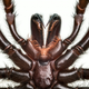 Illustration for article titled An Incredible Close-Up View Of One Of The World's Most Venomous Spiders